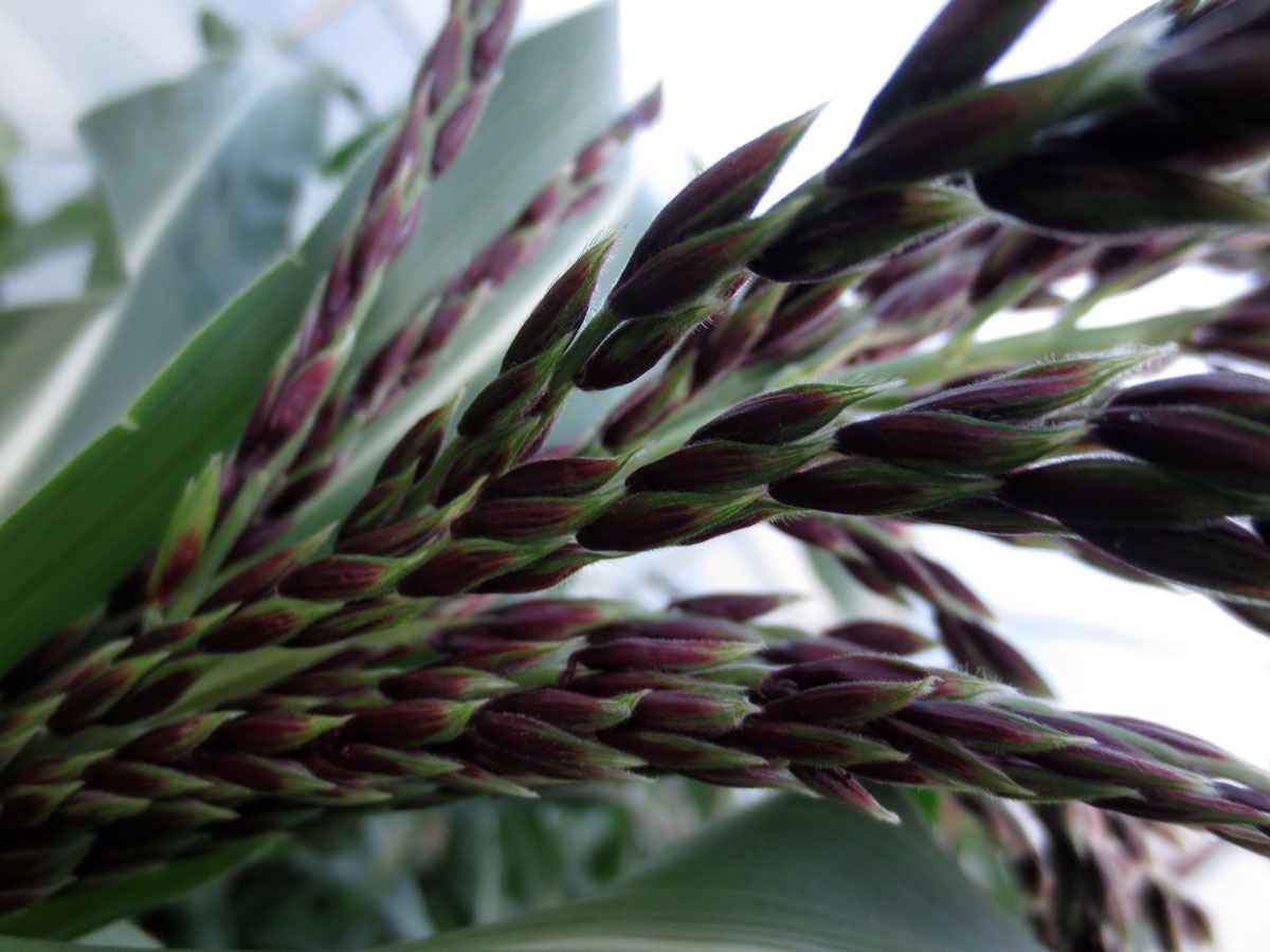 Corn silk by Susan Fluegel